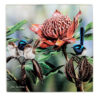 ashdene-australian-bird-flora-blue-wren-waratah-trivet