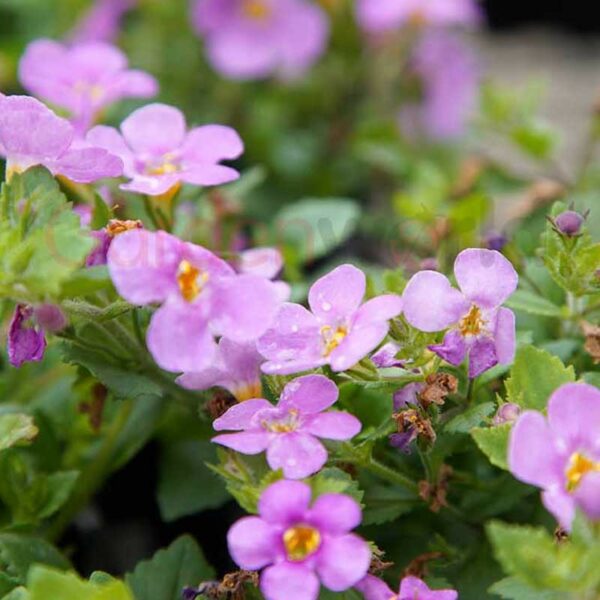 bacopa pink flowers