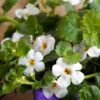 bacopa white flowers