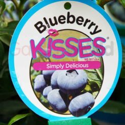 blueberry kisses label