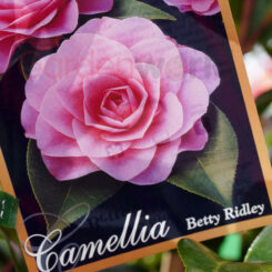 Camellia Betty Ridley plant tag