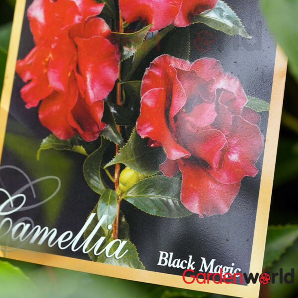 Camellia Black Magic