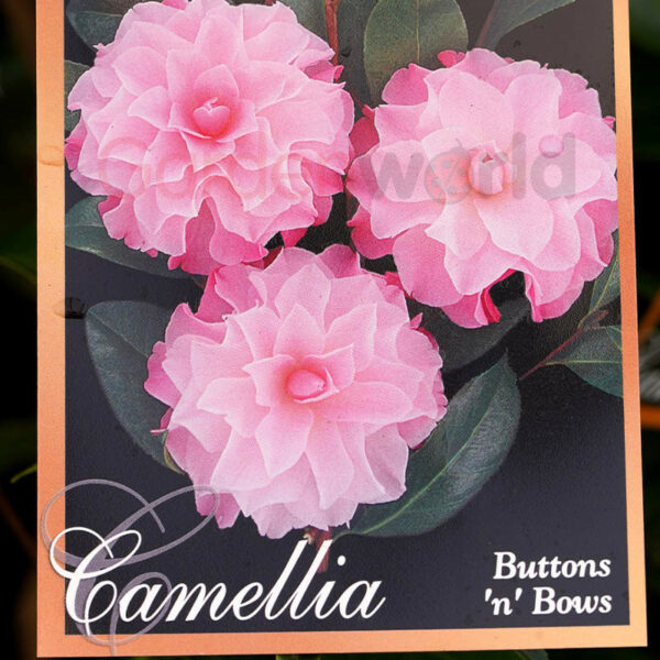 Camellia Buttons 'n' Bows