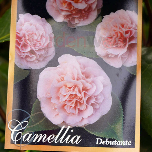Camellia Debutante plant label