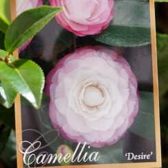 Camellia Desire plant label