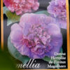 Camellia Donna Herzilia De Freitas Magalhaes