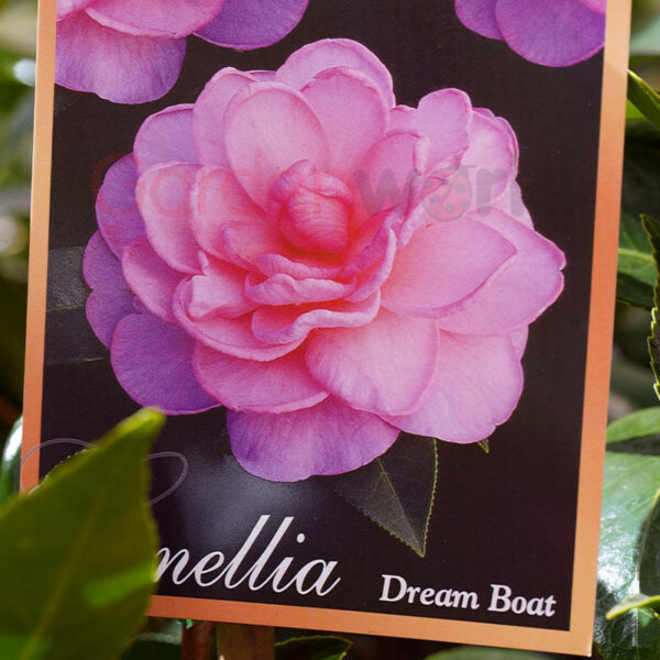 Camellia Dream Boat plant tag