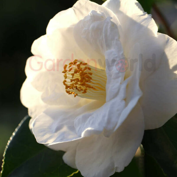 Camellia Lovelight