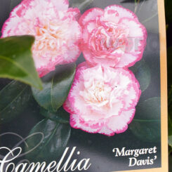 Camellia Margaret Davis