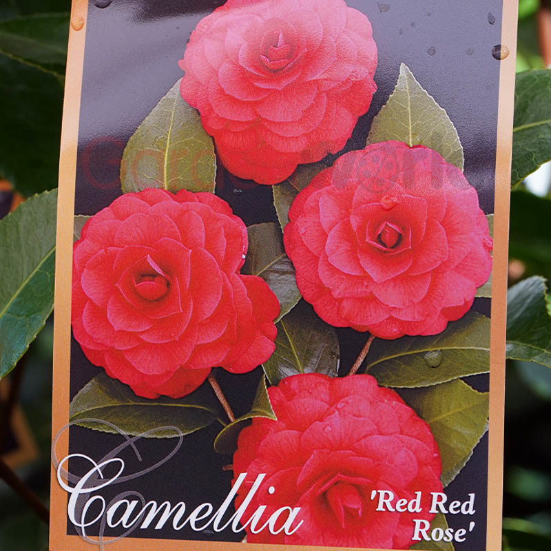 Camellia Red Red Rose - Shade Lover - Garden World Nursery