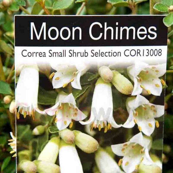 Correa Moon Chimes plant tag