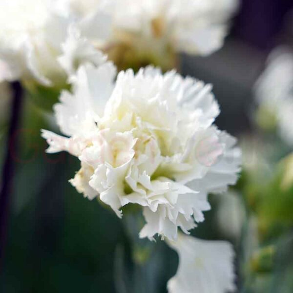 dianthus memories white flower