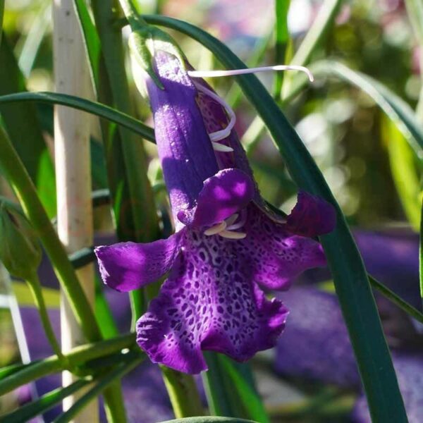 eremophila-meringur-isaac-purple flower