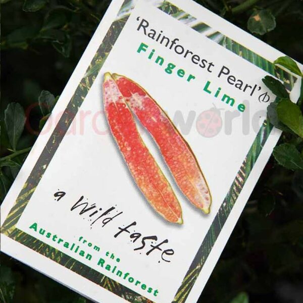 Rainforest Pearl plant