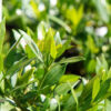 gardenia radicans green floiage