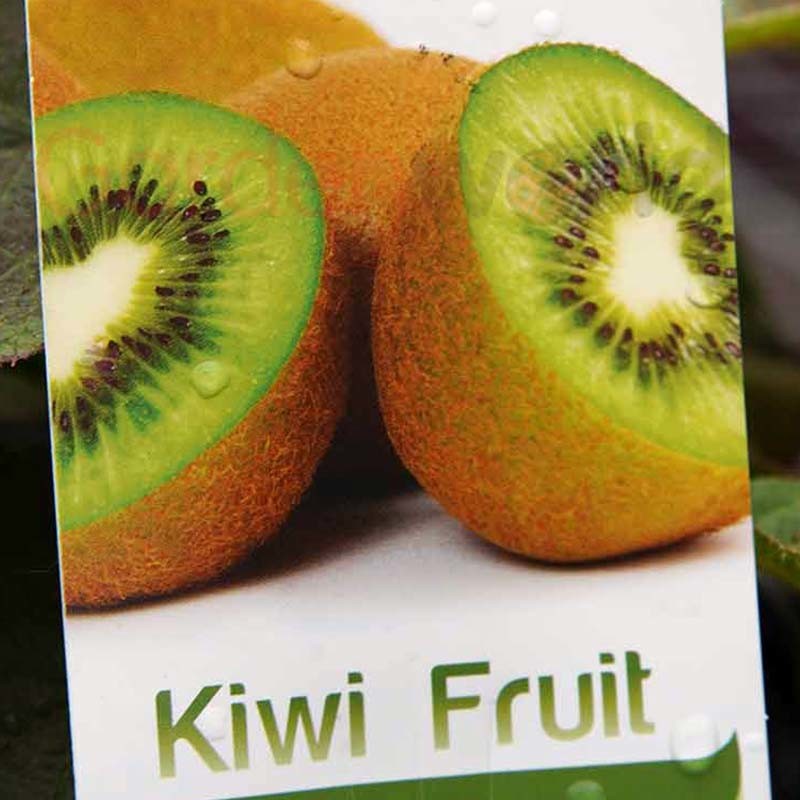 Kiwi Fruit Male - Garden World