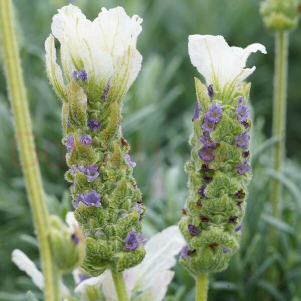 Lavender Javelin Forte White flowers