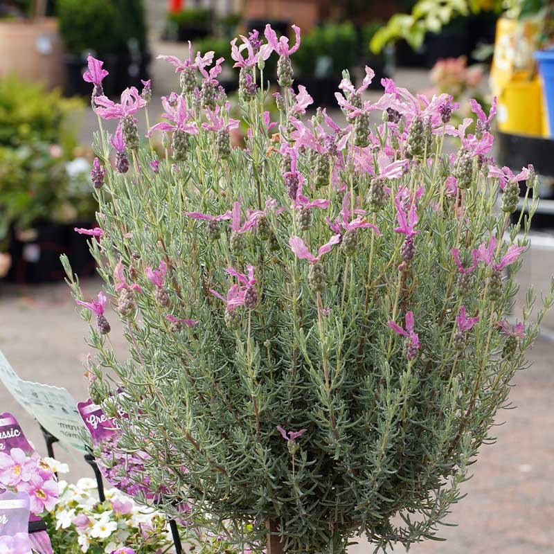  Lavender  The Princess  25cm Standard Garden World