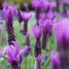 Lavender Javelin Forte deep purple flowers