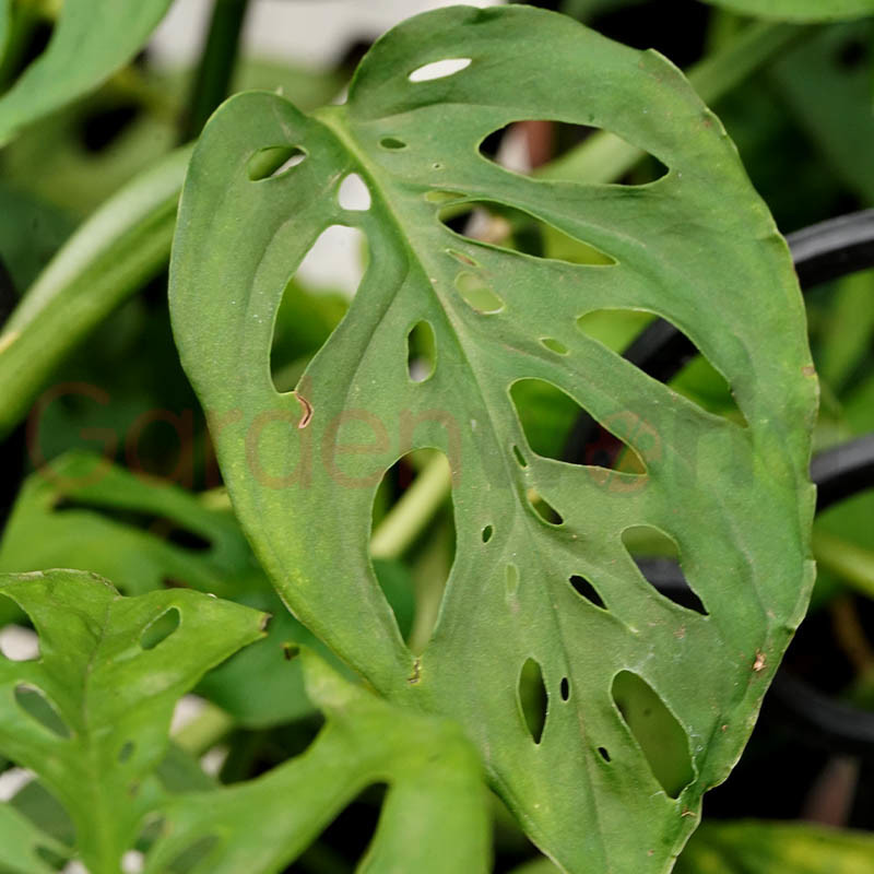 Monstera Adansonii 13cm Indoor Plants Garden World