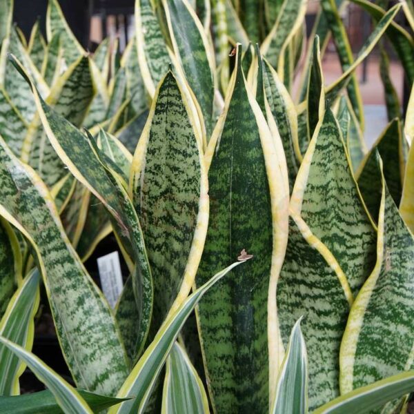 Sansevieria green and yellow leaves