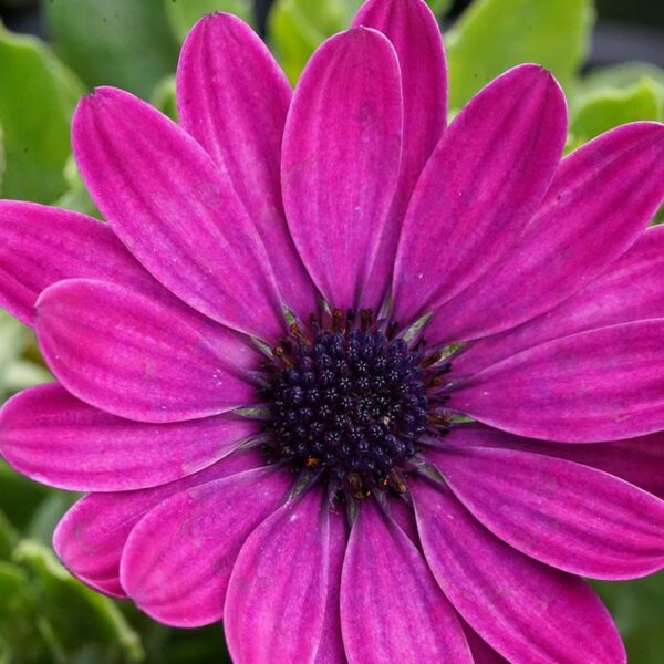 vibrant purple flowered african daisy
