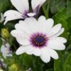 white petal purple centred african daisy flower
