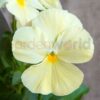 Pansy Clear Primrose Flower
