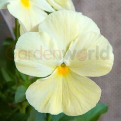 Pansy Clear Primrose Flower