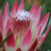 protea-ruby-blush proteaflora photo