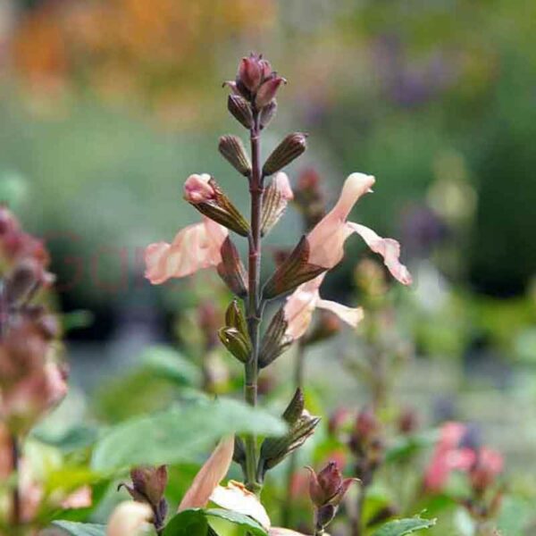 salvia with apricot coloured flower