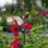 Red flowered Salvia