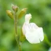 White tubular flowered salvia