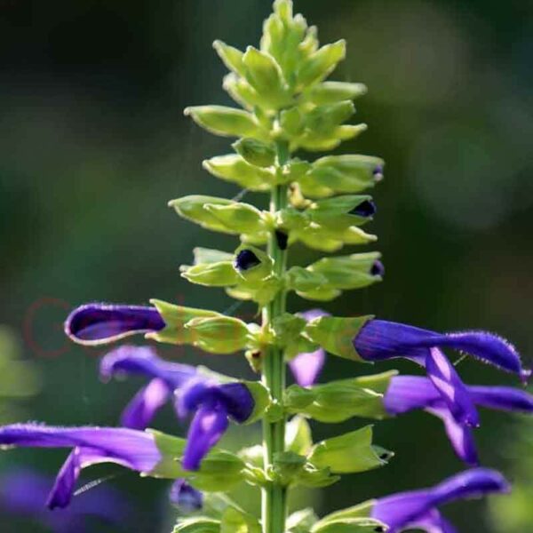 Blue salvia flowers with lime bracts