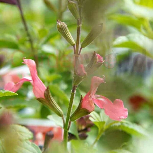 coral pink flowered salvia