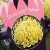 Shady Lady Yellow plant tag