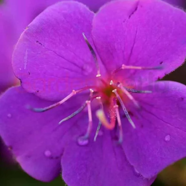 vibrant large purple flowered Tibouchina
