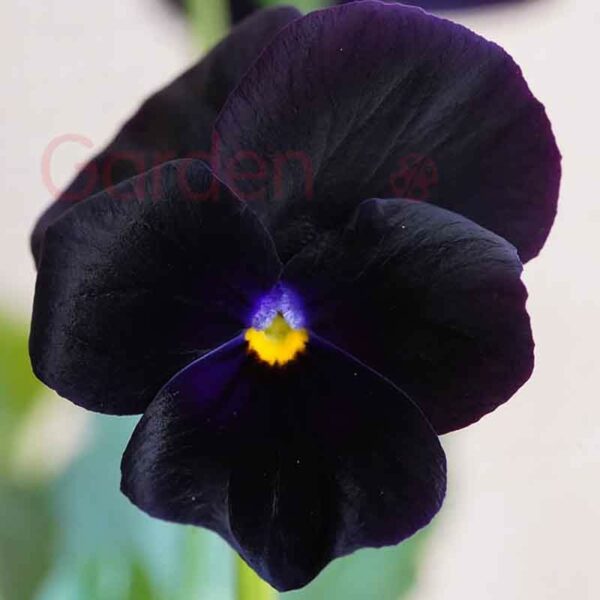 Viola Black Velvet Flower