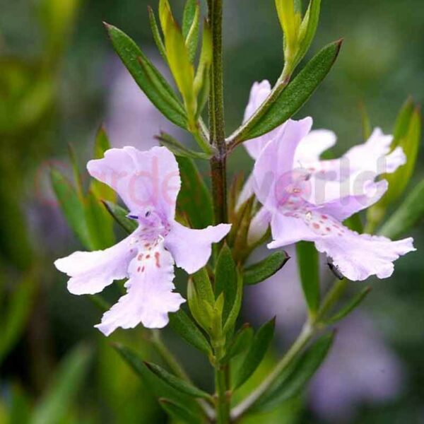 mauve flowered Westringia