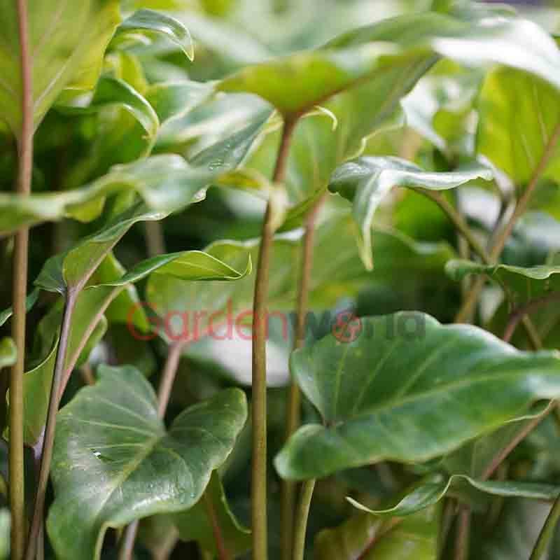 Philodendron Xanadu 14cm Indoor Plants Garden World