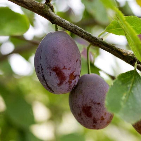 download free prune fruit