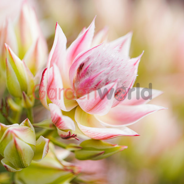 Serruria Pretty N Pink flower