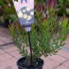 Leucadendron Baby Bouquet