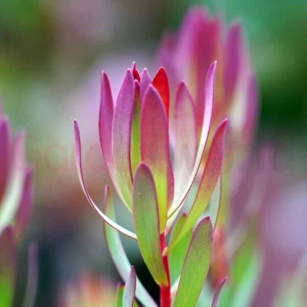Leucadendron Baby Bouquet folaige