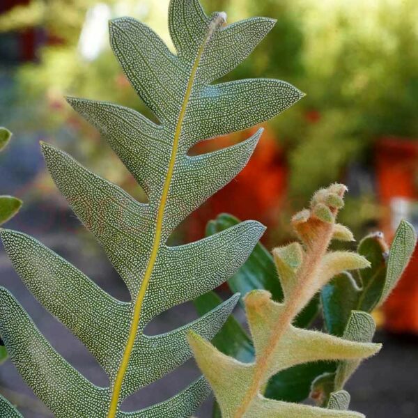 banksia blechnifolia foliage