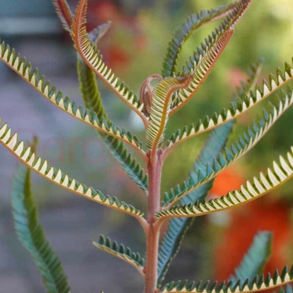 Banksia brownii foliage