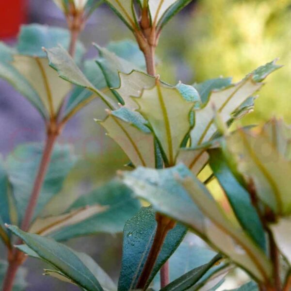 Banksia integrifolia foliage
