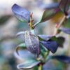 blueberry peach sorbet foliage