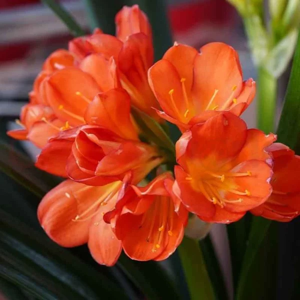 clivia orange with flowers