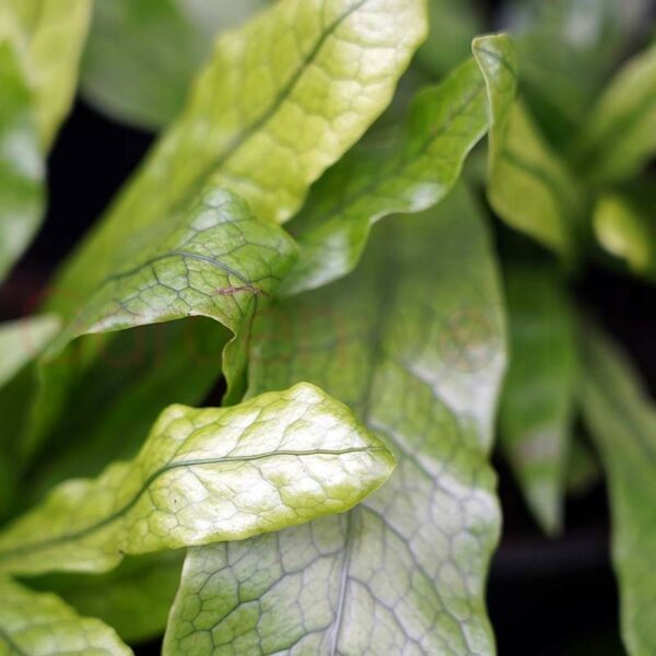 Microsorum musifolium leaf